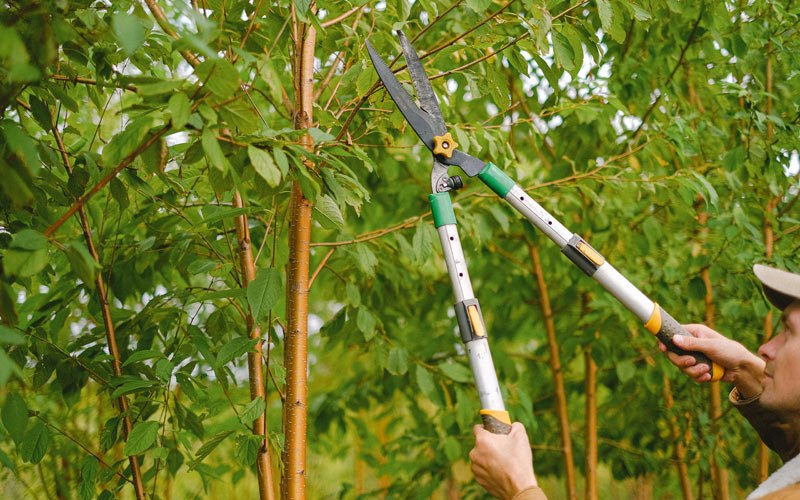 Tree trimming in Winfield, WV